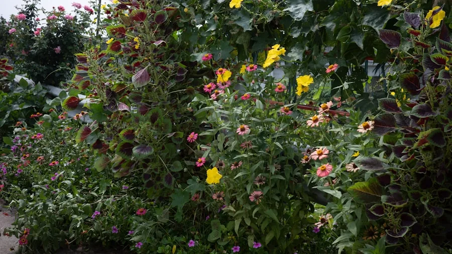 vibrant zinnia and nasturtium blooms