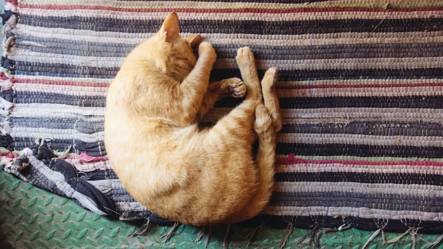 Cat Loaf Position: What Buyers Should Know About This Common Behavior 2 warm cat on blanket