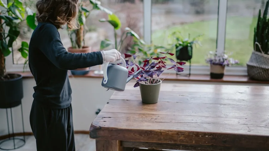 watering houseplant carefully soil
