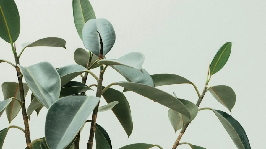 5 Common Houseplants Triggering Fall Allergies What Shoppers Need to Know 2 weeping fig ficus plant leaves