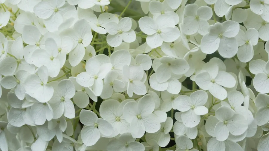 9 Practical Tips to Transform a Shady Garden Into a Bright, Inviting Outdoor Space 2 white hydrangea flowers shade