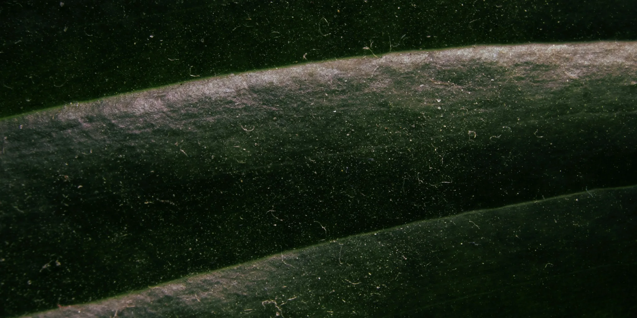 Stop Powdery Mildew Before It Spreads