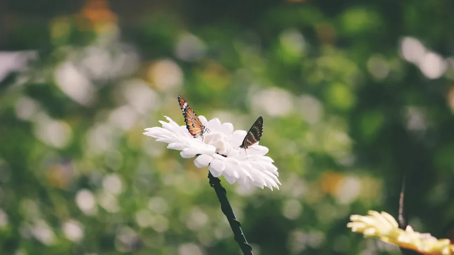 Five Heat-Tolerant Flowers That Survive Extreme Summer Conditions: What Shoppers Need to Know 3 white scabiosa flowers with butterflies