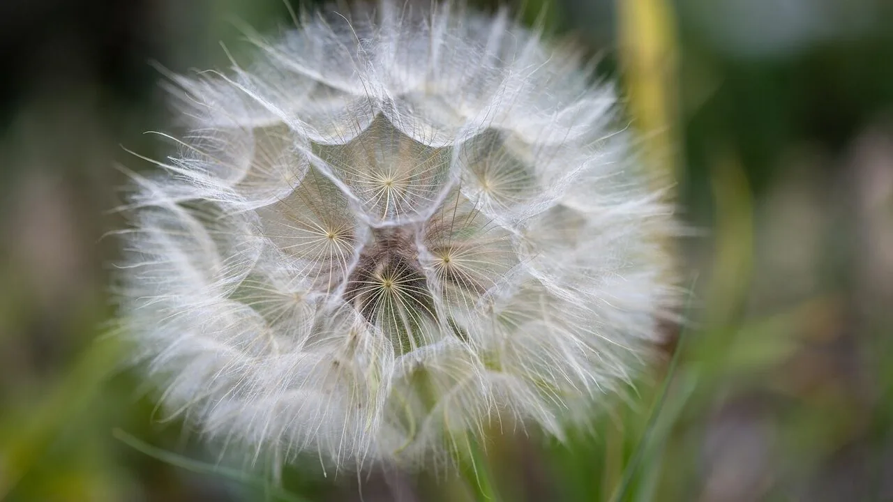 Stop Fussing: Perennials That Thrive on Neglect