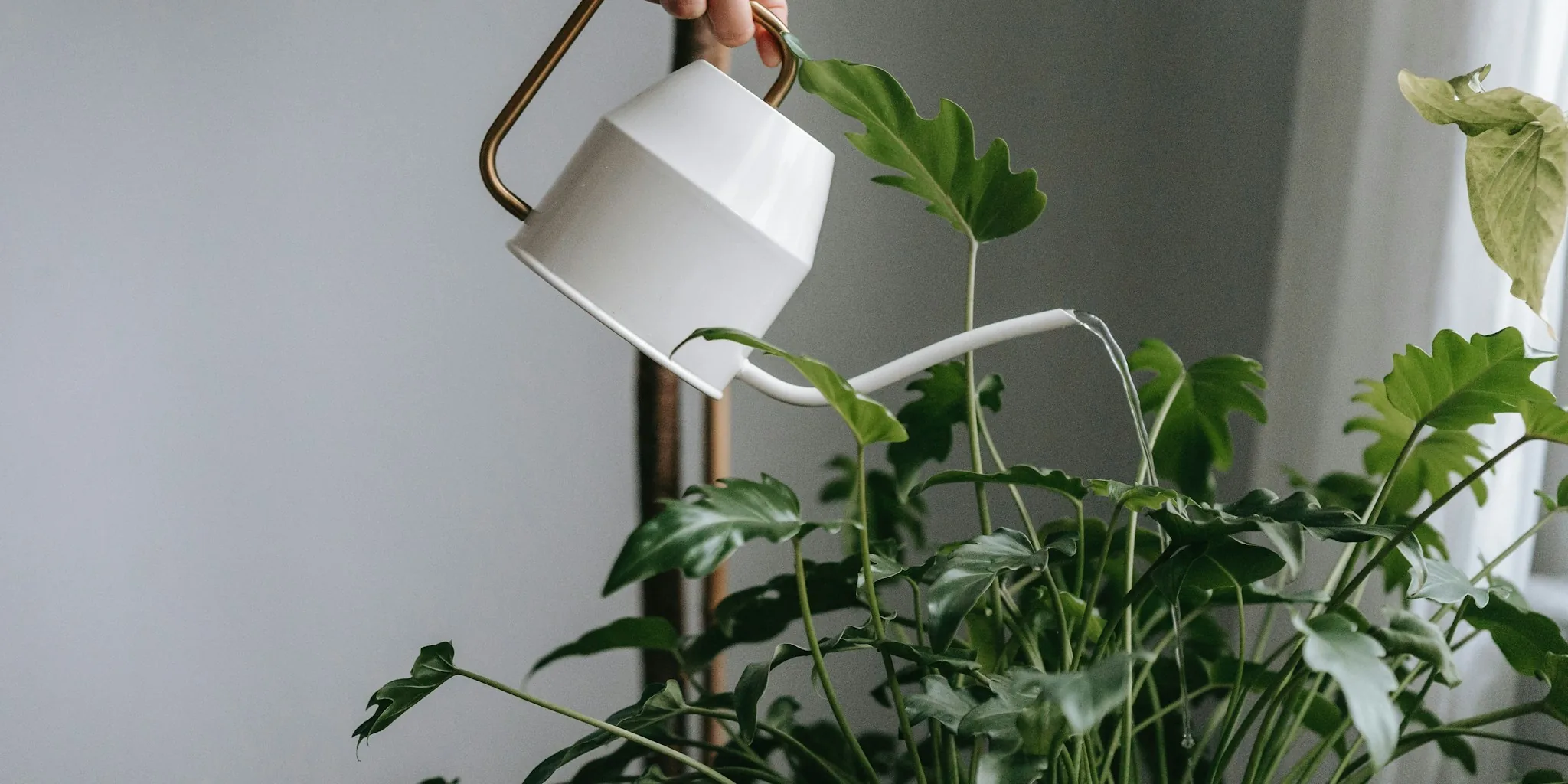 Dish Soap Trick Saves Wilted Summer Container Plants