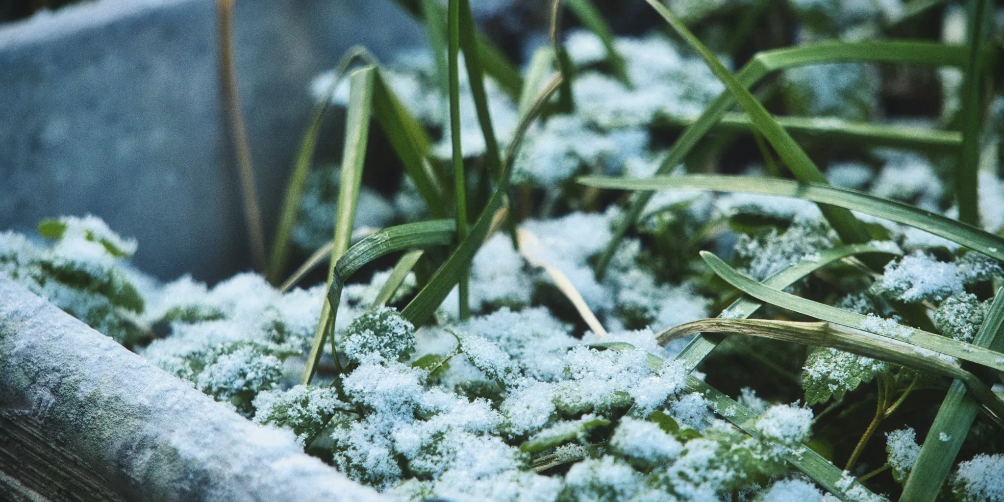 Best Winter Cover Crops for Fall Planting