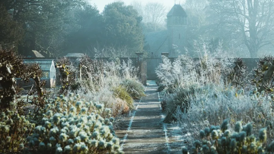 7 Tips for Using Pine Needles in Your Garden Without Worrying About Soil pH 3 winter garden frost protection