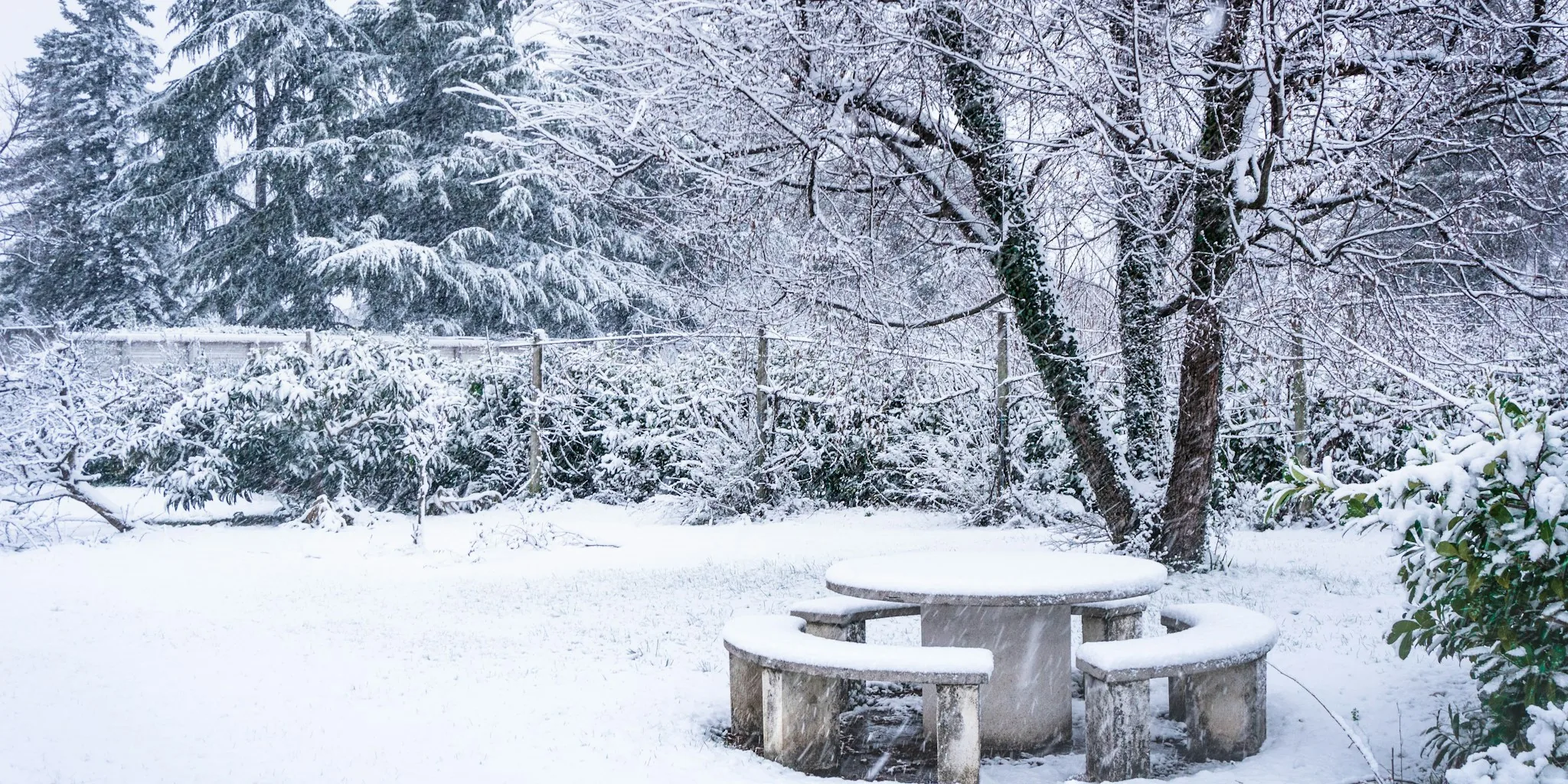 El Nino Winter Coming: Protect These 7 Garden Plants