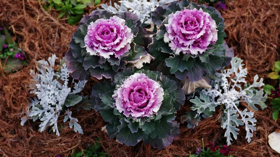 winter pansies ornamental kale frost