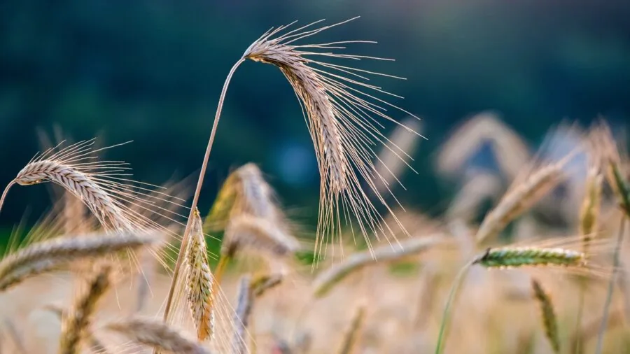 Winter Cover Crops for Plant Beds After Harvest What Buyers Should Know 2 winter rye field growth