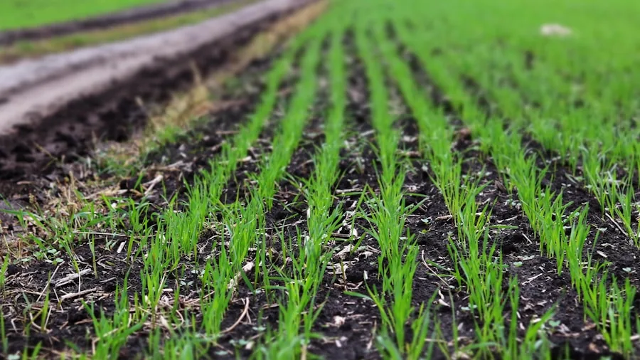 winter rye seedlings growing
