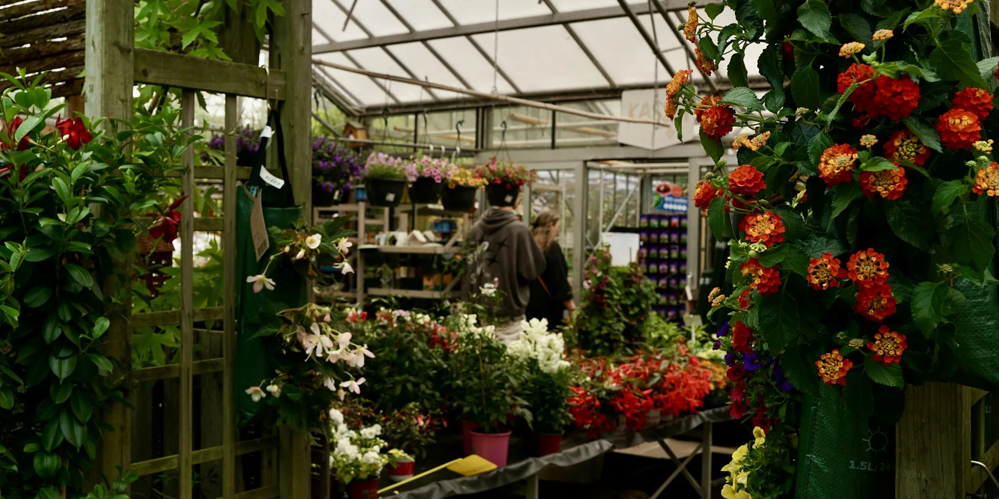 Why Jane Goodall's Plant Wisdom Matters for Your Home