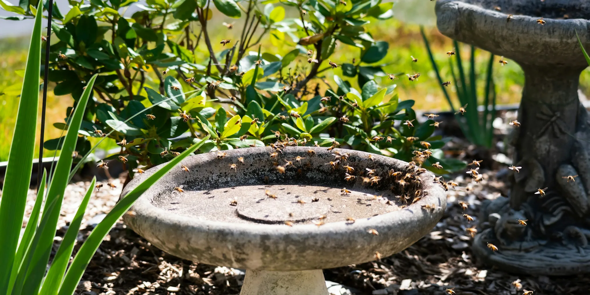 Woman refilling bird bath with water in peaceful garden setting