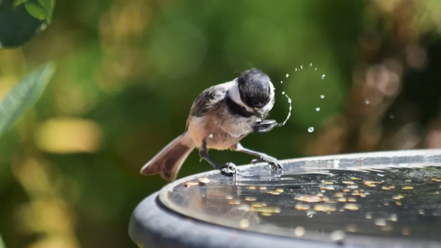 Woman scrubbing and maintaining a bird bath in a garden setting with natural daylight