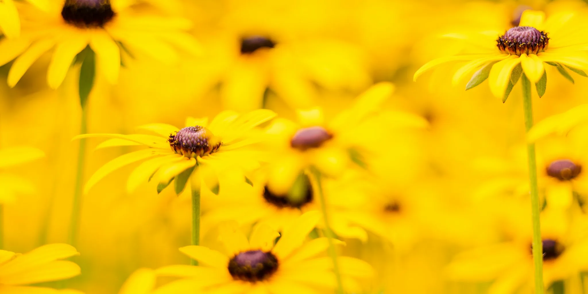 Better Than Goldsturm: Black-Eyed Susan Varieties to Buy