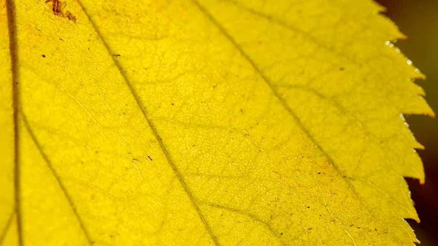 yellow leaves pests damage
