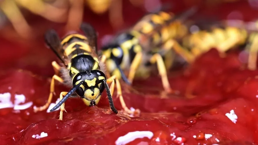 Nut Gatherer Tool for Your Garden: What Homeowners Should Know About Clearing Fallen Fruit 3 yellowjacket wasp on fruit
