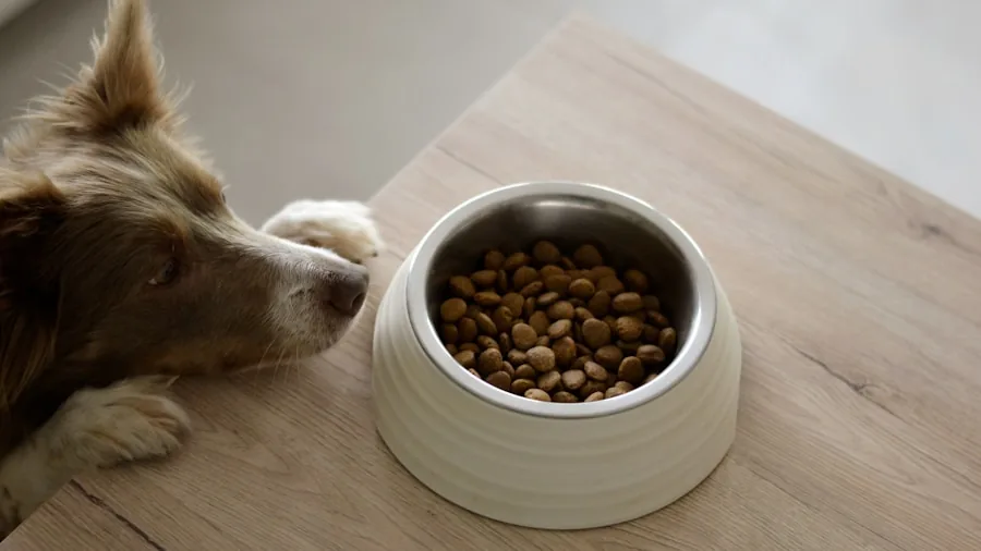 Young puppy eating from a food bowl during mealtime in a home setting