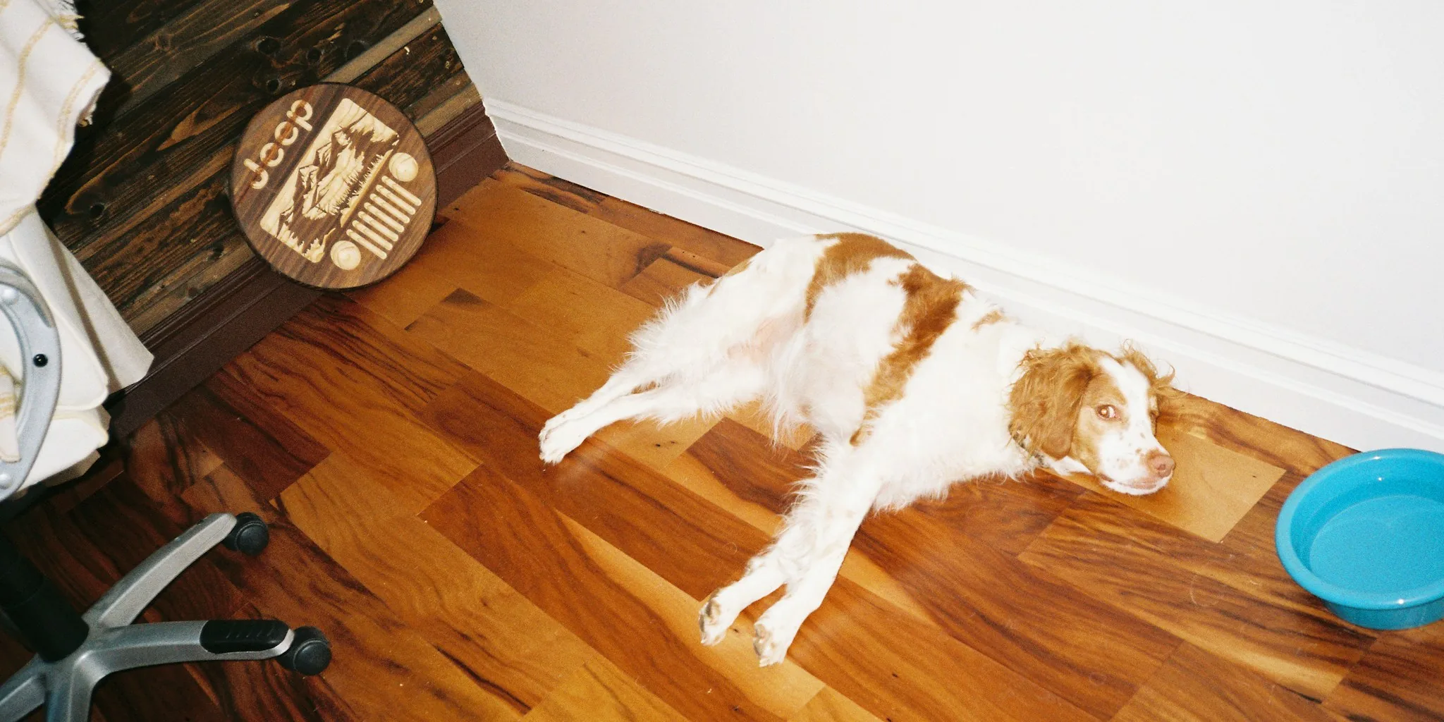 Young puppy eating nutritious food from a bowl on a light wooden floor